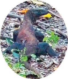 コモドドラゴンの写真